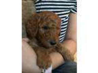 Goldendoodle Puppy for sale in Loomis, CA, USA