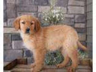 Golden Retriever Puppy for sale in Dundee, OH, USA