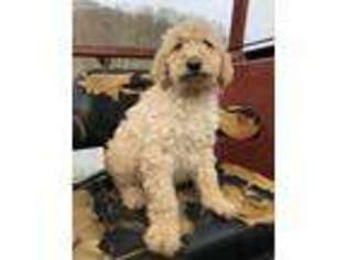 Labradoodle Puppy for sale in Salem, WV, USA