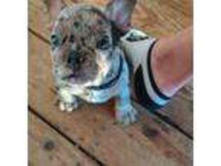 French Bulldog Puppy for sale in Waterloo, SC, USA