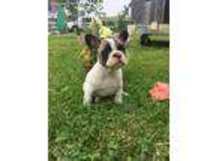 French Bulldog Puppy for sale in Millheim, PA, USA