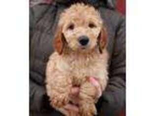 Goldendoodle Puppy for sale in Diamond, MO, USA