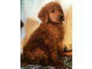 Goldendoodle Puppy for sale in New London, MN, USA