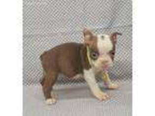 Boston Terrier Puppy for sale in Mobile, AL, USA