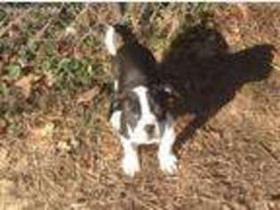 Alapaha Blue Blood Bulldog Puppy for sale in Marthasville, MO, USA