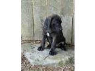 Mastiff Puppy for sale in New Columbia, PA, USA