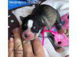 Siberian Husky Puppy for sale in West Monroe, LA, USA