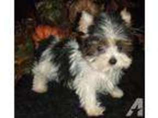 Yorkshire Terrier Puppy for sale in FERRIDAY, LA, USA
