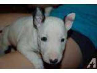 Bull Terrier Puppy for sale in PIERRE, SD, USA