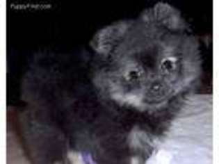 Pomeranian Puppy for sale in Westport, MA, USA