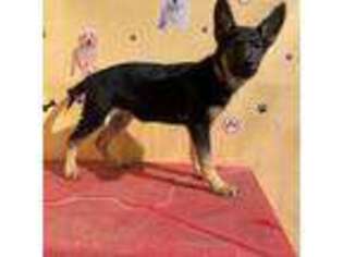 German Shepherd Dog Puppy for sale in Phoenix, AZ, USA