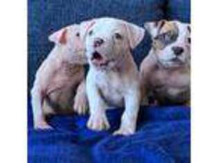 American Bulldog Puppy for sale in Houston, TX, USA