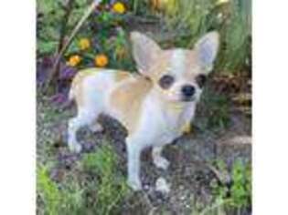 Chihuahua Puppy for sale in Las Vegas, NV, USA