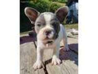 French Bulldog Puppy for sale in Brookings, OR, USA