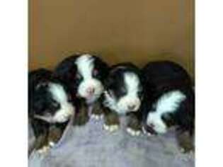 Bernese Mountain Dog Puppy for sale in Mendon, UT, USA