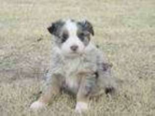 Australian Shepherd Puppy for sale in Guymon, OK, USA