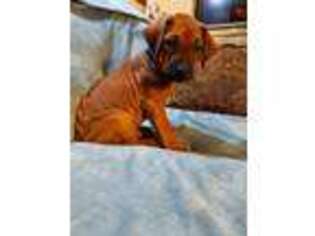 Rhodesian Ridgeback Puppy for sale in Elbert, CO, USA
