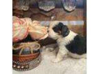 Cavalier King Charles Spaniel Puppy for sale in Windsor, CO, USA