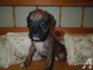 Boxer Puppy for sale in BELLEVIEW, FL, USA