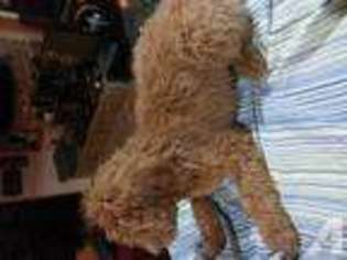 Mutt Puppy for sale in SUN CITY, CA, USA