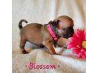 Pug Puppy for sale in Fredericksburg, PA, USA