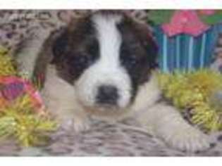 Saint Bernard Puppy for sale in Colcord, OK, USA