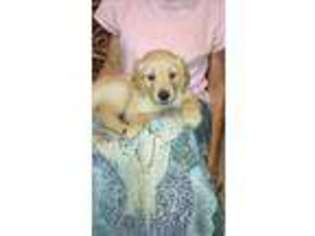 Golden Retriever Puppy for sale in Como, TX, USA