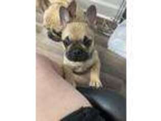 French Bulldog Puppy for sale in Dickson, TN, USA