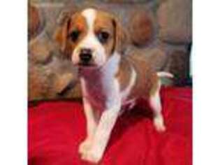 Beagle Puppy for sale in Lexington, KY, USA
