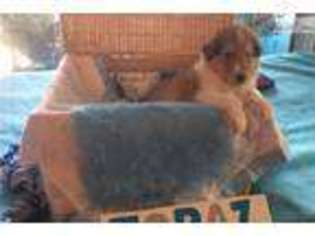 Collie Puppy for sale in Pueblo, CO, USA