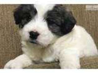 Bernese Mountain Dog Puppy for sale in Baltimore, MD, USA