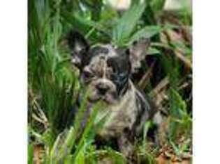French Bulldog Puppy for sale in New Smyrna Beach, FL, USA