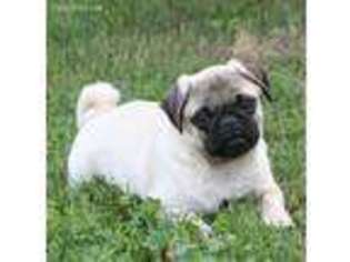 Pug Puppy for sale in Schuylkill Haven, PA, USA