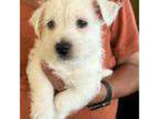 West Highland White Terrier Puppy for sale in Lenoir City, TN, USA