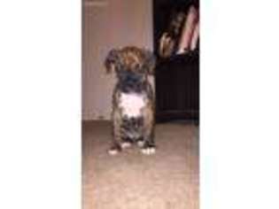 Boxer Puppy for sale in Dayton, OH, USA