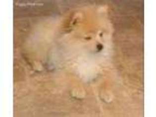 Pomeranian Puppy for sale in Evans Mills, NY, USA