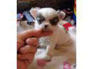 Chihuahua Puppy for sale in Gilbert, SC, USA