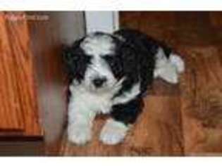 Mutt Puppy for sale in Rossville, IL, USA
