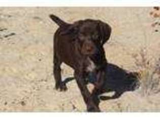 German Shorthaired Pointer Puppy for sale in Palmdale, CA, USA