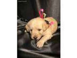 Labradoodle Puppy for sale in Bangs, TX, USA