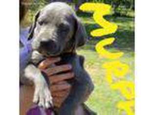 Great Dane Puppy for sale in Lagrange, GA, USA