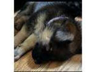 German Shepherd Dog Puppy for sale in Lanexa, VA, USA
