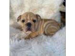 Bulldog Puppy for sale in Cookeville, TN, USA