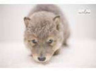 Wolf Hybrid Puppy for sale in Austin, TX, USA