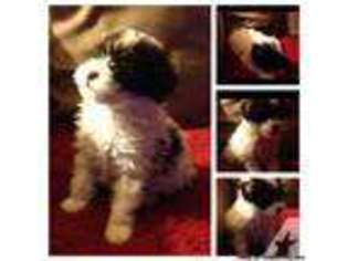 Mutt Puppy for sale in HOMESTEAD, PA, USA