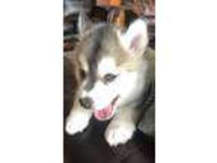 Siberian Husky Puppy for sale in Middlefield, OH, USA