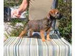 Border Terrier Puppy for sale in Pawnee, IL, USA