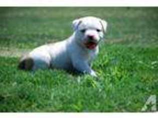American Bulldog Puppy for sale in WICHITA, KS, USA