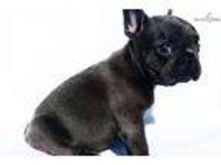 French Bulldog Puppy for sale in Fayetteville, AR, USA