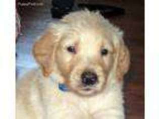 Golden Retriever Puppy for sale in Maryville, MO, USA